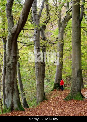 La foresta di faggi, le antiche foreste di faggi, il parco nazionale di Jasmund, l'isola di Ruegen, il Mar Baltico, il Meclemburgo-Pomerania occidentale, Germania Foto Stock