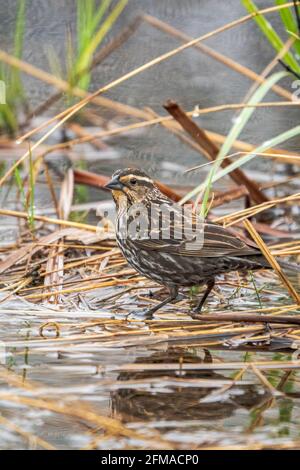 Una donna Red Winged Blackbird fotografata dalla mia auto che volava in un pomeriggio piovoso in una riserva naturale appena fuori da Sturgeon Bay Wisconsin. Foto Stock