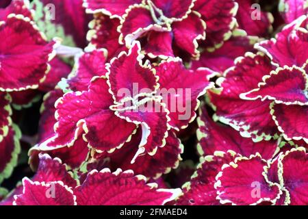 Closeup di foglie di coleus con punta rossa e verde Foto Stock