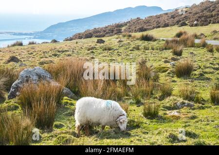 Cregennan Lake,Cregennan Lakes,at,base,near,Cadair Idris,Cader Idris,mountain.picturesque,remote,Mid,West,Wales,rurale,paesaggistico,rurale,location,la principale 'pointy' collina che si vede accanto al lago è chiamato 'Pared y Cefn Hir' ed è raggiungibile a piedi. E' ripida come sembra, ma una volta che siete in cima potete seguire il percorso ondulato su tutte le creste, con vedute di Barmouth e giù sui laghi. Si scende e si segue il sentiero alla base della collina, o si può camminare tra i laghi oltre la casa barca. Foto Stock