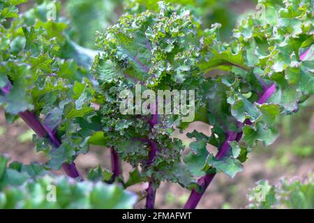 Kale rosso 'Redbor' (Brassica oleracea var. Sabellica), pianta giovane Foto Stock