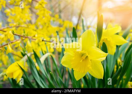 Narcisi gialli. Sfondo naturale di narcisi che crescono nel giardino sullo sfondo di un cespuglio fiorito di forsite. Foto Stock