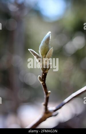 Rami di un albero di magnolia con giovani germogli in primavera Foto Stock