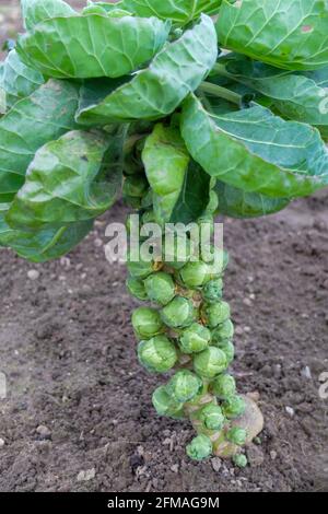 Germogli di Bruxelles (Brassica oleracea var. Gemmifera), i fiori crescono direttamente sul tronco Foto Stock