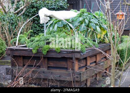 Kale (Brassica oleracea var.sabellica) e germogli di Bruxelles (Brassica oleracea var.gemmifera) in un letto rialzato Foto Stock