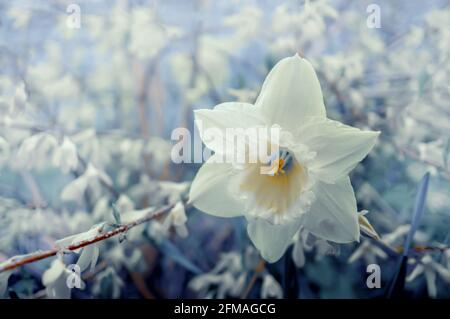 narcisi in giardino. Sfondo naturale di narcisi che crescono nel giardino sullo sfondo di un cespuglio fiorito di forsite. Sfondo naturale Foto Stock