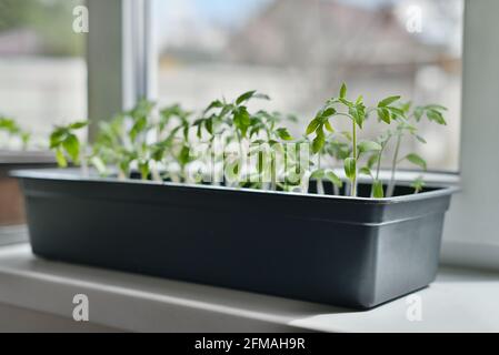 Giovani germogli di pomodori in una pentola sul davanzale Foto Stock