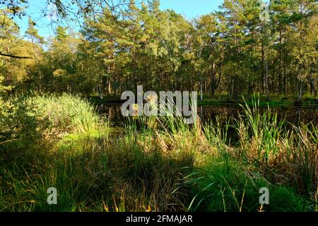 Riserva naturale di Ribnitzer Großes Moor nella foresta urbana di Ribnitz-Damgarten, nel distretto di Vorpommern-Ruegen e nel distretto di Rostock, Meclemburgo-Pomerania occidentale, Germania Foto Stock