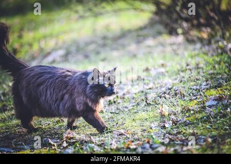 Il gatto soffice domestico nero cammina nel parco in estate Foto Stock