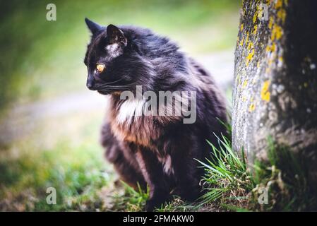 Il gatto soffice domestico nero cammina nel parco in estate Foto Stock