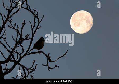 Titmouse su un albero, la luna sta impostando sullo sfondo. Foto Stock