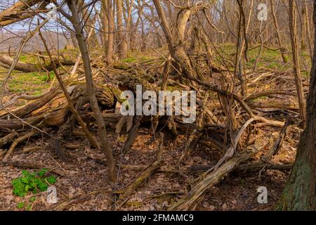 Legno morto è lasciato sdraiato nella foresta per il rinaturalizzazione della foresta Foto Stock