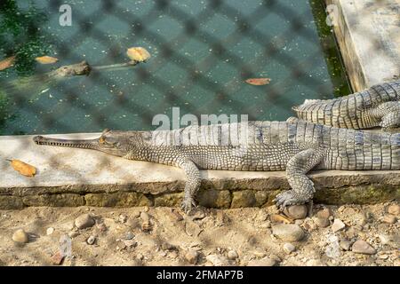 Vivaio di Gharial / Gavial (coccodrillo), Parco Nazionale di Chitwan, Distretto di Chitwan, Provincia di Bagmati, Nepal Foto Stock