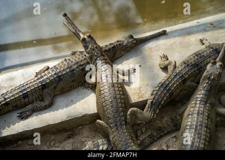 Vivaio di Gharial / Gavial (coccodrillo), Parco Nazionale di Chitwan, Distretto di Chitwan, Provincia di Bagmati, Nepal Foto Stock