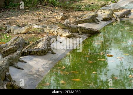 Vivaio di Gharial / Gavial (coccodrillo), Parco Nazionale di Chitwan, Distretto di Chitwan, Provincia di Bagmati, Nepal Foto Stock