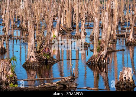 Alberi morti nella riserva naturale di Anklam Stadtbruch, Anklam Foto Stock