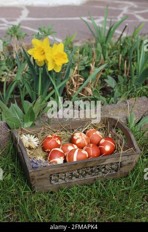 Uova di Pasqua tinte con colori naturali in un cesto pasquale con fieno, giardino, prato, narcisi, giacinti, Foto Stock