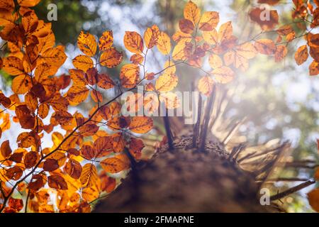Faggio europeo (Fagus sylvatica), faggeta in autunno, fogliame colorato nelle Dolomiti, Belluno, Veneto, Italia Foto Stock