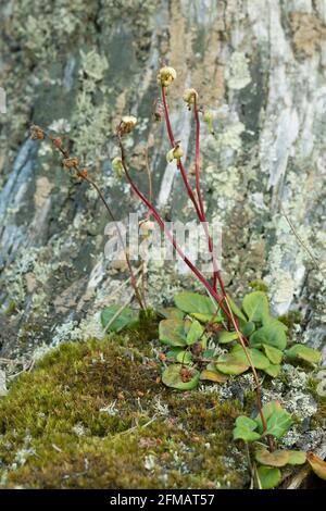 Sidebells Wintergreen, Orthilia secunda piante Foto Stock