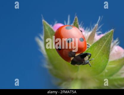 Macro foto di un ladybird su campo scabious Foto Stock