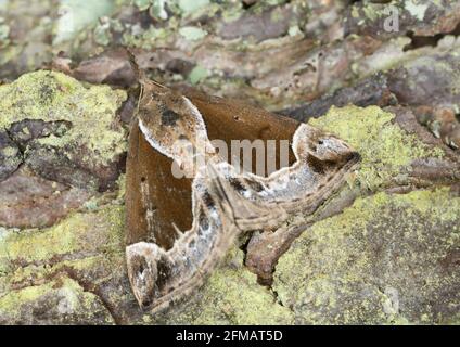 Splendido muso, Hypena crassalis poggiato sulla corteccia Foto Stock