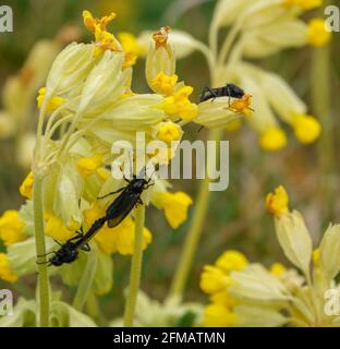 Closeup macro di un San Marco Flies su un luminoso fiore giallo di cowslip in fiore Foto Stock