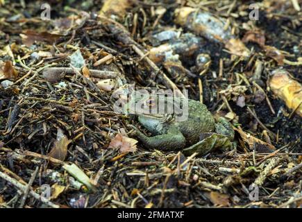 Germania, Baden-Wuerttemberg, rospo comune, Bufo bufo, specie specialmente protette. Foto Stock