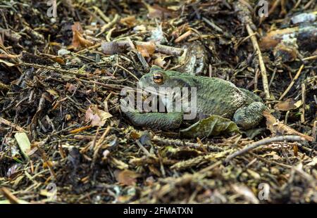 Germania, Baden-Wuerttemberg, rospo comune, Bufo bufo, specie specialmente protette. Foto Stock