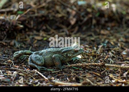 Germania, Baden-Wuerttemberg, rospo comune, Bufo bufo, specie specialmente protette. Foto Stock