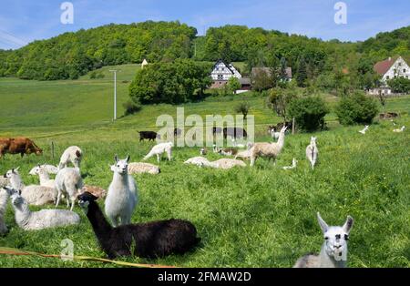 Germania, Baden-Wuerttemberg, Gerabronn-Dünsbach, lama nell'idilliaco Jagsttal all'Ortsteil Großforst. Foto Stock