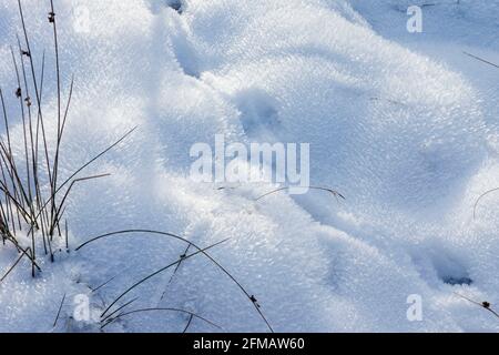 Germania, Baden-Wuerttemberg, Tübingen, Schönbuch, sentieri per cervi nella neve al Birkensee sul Bromberg. Foto Stock