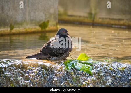 Germania, Baden-Wuerttemberg, piccione, bagni di piccioni domestici, lavaggio a piombo nell'acqua di una fontana ciotola Foto Stock