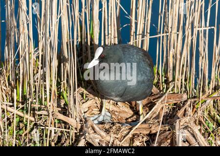 Germania, Baden-Wuerttemberg, Bad Buchau, Coot nel santuario degli uccelli Federseer Ried. L'area Federsee ha il titolo di riserva europea. Foto Stock