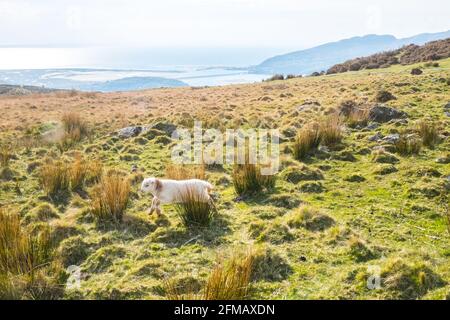 Cregennan Lake,Cregennan Lakes,at,base,near,Cadair Idris,Cader Idris,mountain.picturesque,remote,Mid,West,Wales,rurale,paesaggistico,rurale,location,la principale 'pointy' collina che si vede accanto al lago è chiamato 'Pared y Cefn Hir' ed è raggiungibile a piedi. E' ripida come sembra, ma una volta che siete in cima potete seguire il percorso ondulato su tutte le creste, con vedute di Barmouth e giù sui laghi. Si scende e si segue il sentiero alla base della collina, o si può camminare tra i laghi oltre la casa barca. Foto Stock