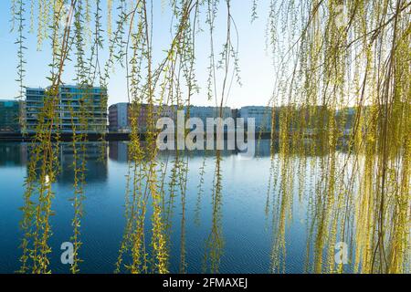 Berlino, Treptow, le rive dello Sprea, umore del mattino, salice piangente Foto Stock