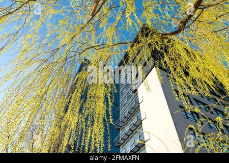 Berlino, Treptow, Torre Allianz al Elsenbrücke, vista dal basso attraverso i rami salici sospesi Foto Stock