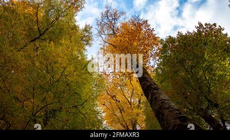 Questo paesaggio autunnale unico a Yedigoller, Turchia, è sede di alberi che creano immagini impressionanti con le loro foglie giallite. Foto Stock