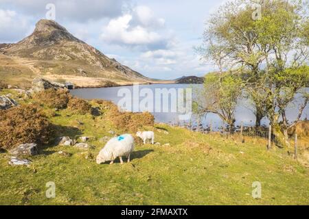 Cregennan Lake,Cregennan Lakes,at,base,near,Cadair Idris,Cader Idris,mountain.picturesque,remote,Mid,West,Wales,rurale,paesaggistico,rurale,location,la principale 'pointy' collina che si vede accanto al lago è chiamato 'Pared y Cefn Hir' ed è raggiungibile a piedi. E' ripida come sembra, ma una volta che siete in cima potete seguire il percorso ondulato su tutte le creste, con vedute di Barmouth e giù sui laghi. Si scende e si segue il sentiero alla base della collina, o si può camminare tra i laghi oltre la casa barca. Foto Stock