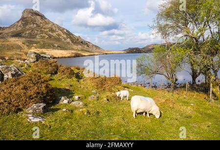 Cregennan Lake,Cregennan Lakes,at,base,near,Cadair Idris,Cader Idris,mountain.picturesque,remote,Mid,West,Wales,rurale,paesaggistico,rurale,location,la principale 'pointy' collina che si vede accanto al lago è chiamato 'Pared y Cefn Hir' ed è raggiungibile a piedi. E' ripida come sembra, ma una volta che siete in cima potete seguire il percorso ondulato su tutte le creste, con vedute di Barmouth e giù sui laghi. Si scende e si segue il sentiero alla base della collina, o si può camminare tra i laghi oltre la casa barca. Foto Stock