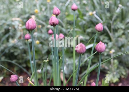 Allium schoenoprasum boccioli di fiori Chive – gruppo di piccole cipolle a forma di cupola viola chiaro boccioli di fiori, maggio, Inghilterra, Regno Unito Foto Stock