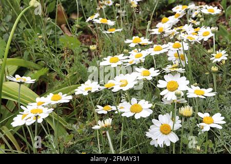 Anthemis punctata subsp cupaniana camomilla siciliana – margherite bianche su lunghi steli e fogliame piume, maggio, Inghilterra, Regno Unito Foto Stock