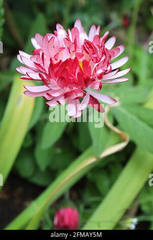 Bellis perennis ‘Bam Bam Red’ Double Daisy – fiori bicolore con petali esterni rossi e petali interni bianchi, maggio, Inghilterra, Regno Unito Foto Stock