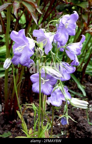 Campanula persicifolia ‘Blue Bell’ Fairy Bellflower Blue Bell – punte libere di grandi fiori blu lilla, maggio, Inghilterra, Regno Unito Foto Stock