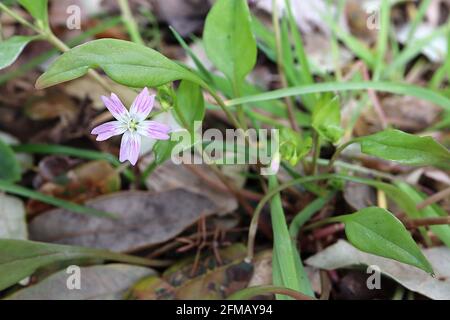 Claytonia sibirica porslane rosa – piccoli fiori a forma di stella con vene rosa profonde, maggio, Inghilterra, Regno Unito Foto Stock