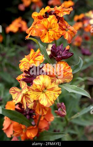 Erysimum cheiri ‘Apricot Twist’ Wallflower Apricot Twist – fiori arancioni con striature gialle – possibile virus del mosaico erysimum, maggio, Inghilterra, Regno Unito Foto Stock