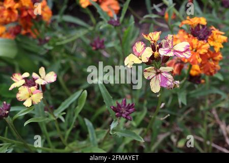 Erysimum cheiri ‘Apricot Twist’ e ‘Sunset Purple’ – possibile virus del mosaico erysimum, maggio, Inghilterra, Regno Unito Foto Stock