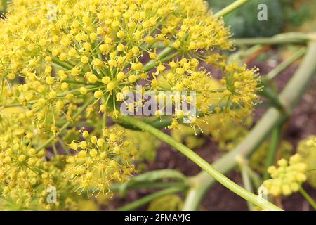 Ferula communis i fiori di Gigantea solo finocchio gigante – fiori giallastre su steli molto spessi, maggio, Inghilterra, Regno Unito Foto Stock