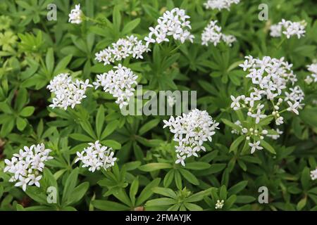 Galium odoratum Woodruff dolce – fiori bianchi a forma di stella e foglie a forma di lancia verde scuro, maggio, Inghilterra, Regno Unito Foto Stock