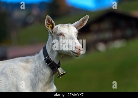 Capra Saanen senza corna con campana, Saanen, Obersimmental-Saanen, Canton Berna, Svizzera Foto Stock