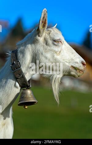 Capra Saanen, capra billy senza corna con goatee e campana, Saanen, Obersimmental-Saanen, Canton Berna, Svizzera Foto Stock